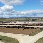 Rangers Valley Cattle - view from the tower