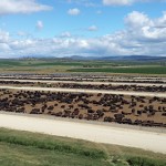 Rangers Valley Cattle - view from the tower 2