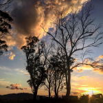 The Homestead sunset. Photo cred: Mitchell Weston (Vic's Meat's Melbourne)