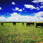 Rangers Valley Black Angus. Photo cred: Mitchell Weston (Vic's Meat's Melbourne)