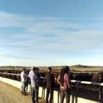 Rangers Valley feedlot, open skies